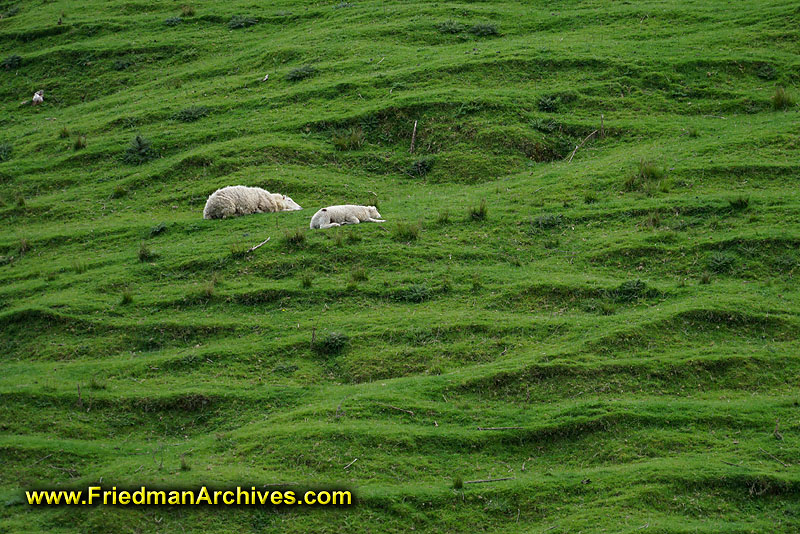 sheep,green,hill,grass,feeding,roaming,livestock,texture,